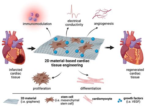 Elastin: Un Biomateriale Rivoluzionario per l'Ingegneria Tissutale e la Ricostruzione Cardiaca!