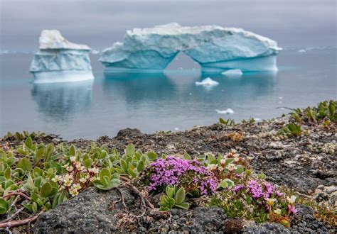 What Does Flowers Are Blooming in Antarctica Mean? A Discussion on the Unseen and the Unexpected