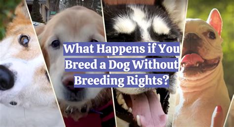 What Happens If You Breed a Dog Without Breeding Rights? And What If the Moon Were Made of Cheese?