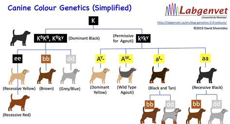 What is Breeding Rights: A Dive into the Complex World of Genetic Legacy and Ownership